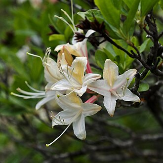 Western Azalea (Rhododendron occidentale)