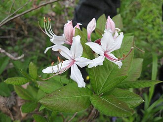 Pinxterbloom Azalea (Rhododendron periclymenoides)