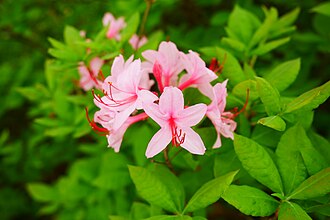 Roseshell Azalea (Rhododendron prinophyllum)