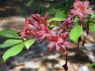 Plumleaf Azalea (Rhododendron prunifolium)