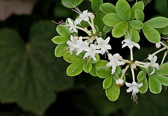 Swamp Azalea (Rhododendron viscosum)