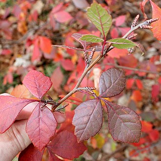 Fragrant Sumac (Rhus aromatica)