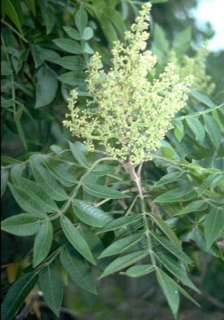 Winged Sumac (Rhus copallinum)