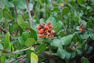 Lemonade Berry (Rhus integrifolia)