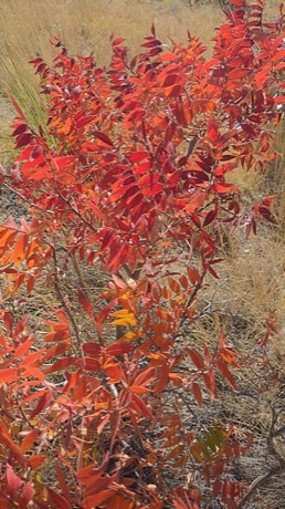 Prairie Flameleaf Sumac (Rhus lanceolata)