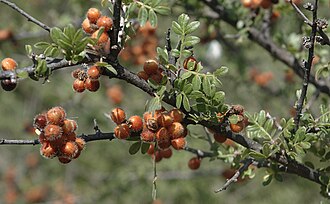 Littleleaf Sumac (Rhus microphylla)