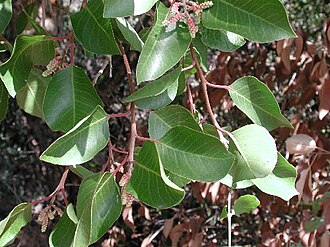 Sugar Bush (Rhus ovata)