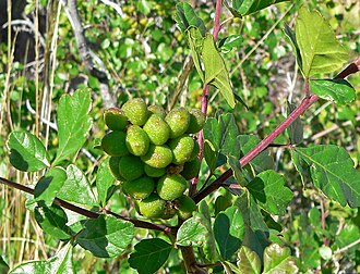 Skunkbush Sumac (Rhus trilobata)