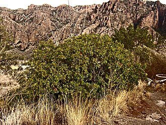 Evergreen Sumac (Rhus virens)