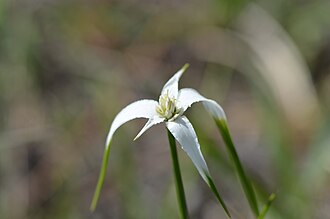 Starrush Whitetop (Rhynchospora colorata)