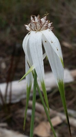 Giant Whitetop (Rhynchospora latifolia)