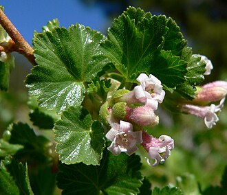 Wax Currant (Ribes cereum)