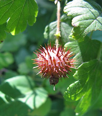 Pasture Gooseberry (Ribes cynosbati)