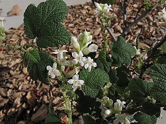 White Chaparral Currant (Ribes indecorum)