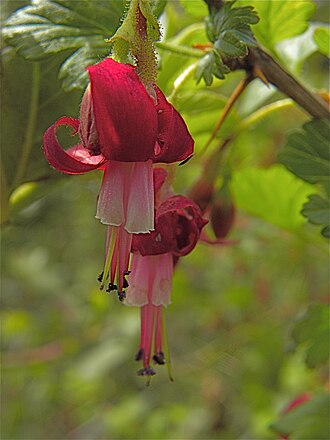 Gummy Gooseberry (Ribes lobbii)