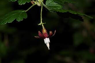 Canyon Gooseberry (Ribes menziesii)