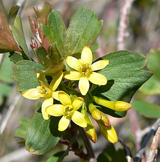 Clove Currant (Ribes odoratum)