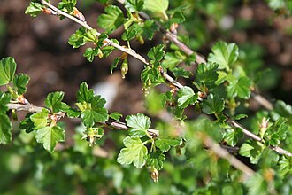 Appalachian Gooseberry (Ribes rotundifolium)