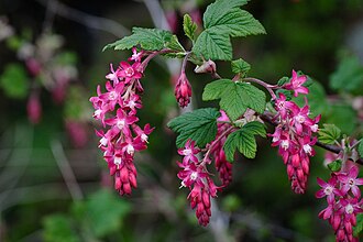 Red Flowering Currant (Ribes sanguineum)