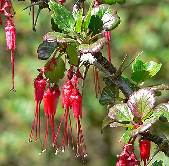 Fuchsia-flowered Gooseberry (Ribes speciosum)