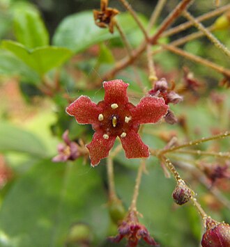 Evergreen Currant (Ribes viburnifolium)