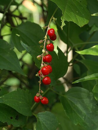 Pigeonberry (Rivina humilis)