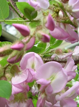 Bristly Locust (Robinia hispida)
