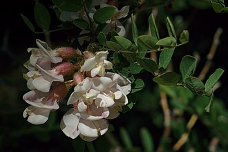 New Mexico Locust (Robinia neomexicana)