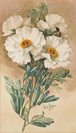 Matilija Poppy (Romneya coulteri)