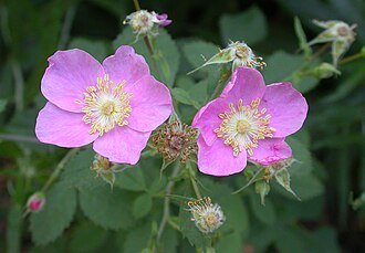 California Wild Rose (Rosa californica)