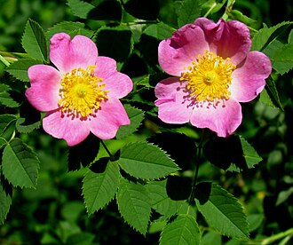 Pasture Rose (Rosa carolina)
