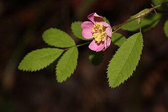 Baldhip Rose (Rosa gymnocarpa)