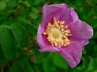 Nootka Rose (Rosa nutkana)