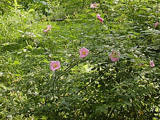 Swamp Rose (Rosa palustris)