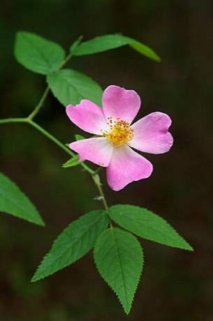 Climbing Prairie Rose (Rosa setigera)