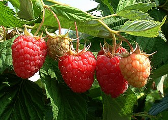 American Red Raspberry (Rubus idaeus)