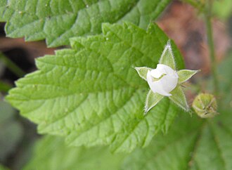 Blackcap Raspberry (Rubus leucodermis)