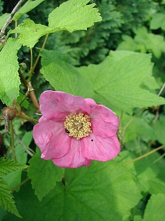 Purple-flowering Raspberry (Rubus odoratus)