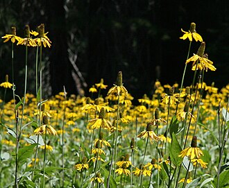 California Coneflower (Rudbeckia californica)