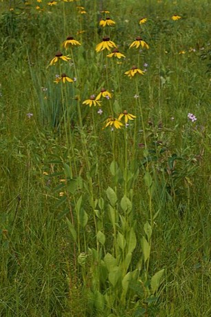 Rough Coneflower (Rudbeckia grandiflora)