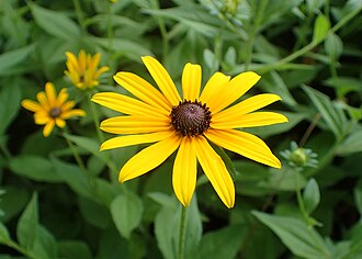 Black-eyed Susan (Rudbeckia hirta)