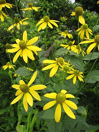 Cutleaf Coneflower (Rudbeckia laciniata)