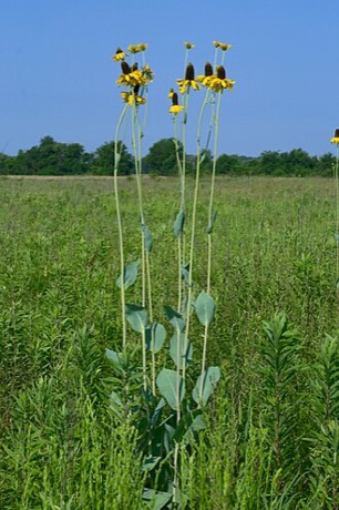 Giant Coneflower (Rudbeckia maxima)