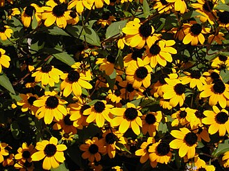 Brown-eyed Susan (Rudbeckia triloba)