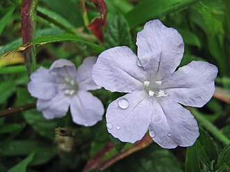 Carolina Wild Petunia (Ruellia caroliniensis)