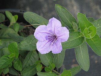 Fringeleaf Wild Petunia (Ruellia humilis)
