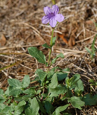 Violet Wild Petunia (Ruellia nudiflora)