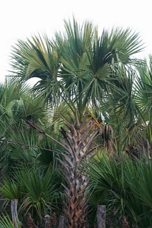 Texas Sabal Palm (Sabal mexicana)