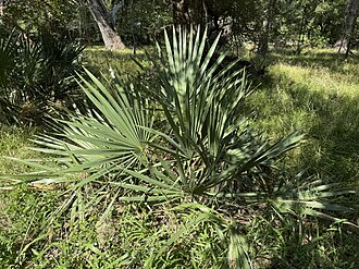 Dwarf Palmetto (Sabal minor)