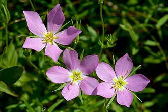 Texas Star (Sabatia campestris)
